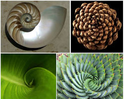 Spiral patterns in nature