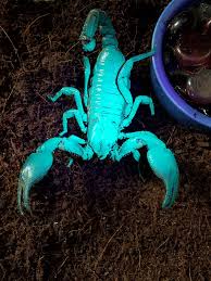 Spitting thicktail black scorpion (parabuthus transvaalicus) | photos: Glowing Scorpions Urban Ipm
