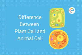 We did not find results for: Difference Between Plant Cell And Animal Cell Embibe