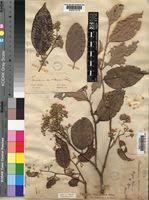 Image result for Parinari excelsa