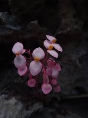 Image result for Begonia bequaertii