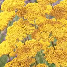 Flowers hold color when dried. Coronation Gold Yarrow Flowers And Bulbs Veseys