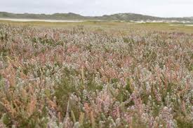 Image result for Chenolea