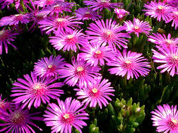 Heres a sweet treat to delight both the eye and the palate. Fig Marigold Lampranthus Spectabilis Flower Database