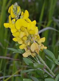 Image result for Crotalaria micans