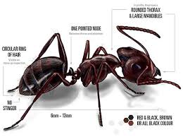 Want to learn how to get rid of ants in your kitchen, t=yard, and home? Carpenter Ants Facts Identification How To Get Rid Of Them