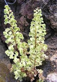 Image result for Samanea leptophylla