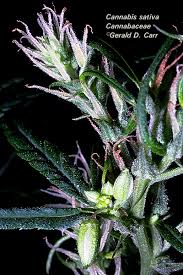Image result for Cannabaceae