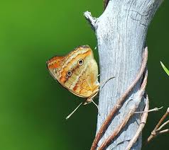 Image result for Tarenna junodii