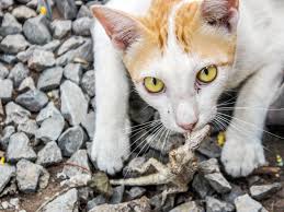 What is a feral cat? Millions Of Australian Reptiles Killed By Feral Cats Each Year Study Says Reptiles Magazine