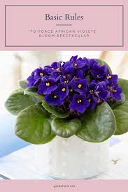 Basic Rules To Force African Violets Bloom Spectacular African Violets African Violets Plants African Violet Pots