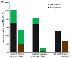 Amazon Mangroves Twice As Carbon Rich As Its Rainforests