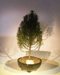Image result for rosemary bonsai