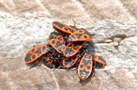 Feuerwanzen Ameisen Und Co Was Tun Gegen Ungeziefer Im Garten Wissen Stuttgarter Zeitung