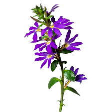 Image result for Scaevola