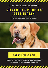 Browse cute pups for sale listed near you. Silver Lab Puppies For Sale In Indiana Friendly Labrador Breeders 2021