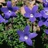 Ornamental perennial herb with well displayed flowers mass plant as a showy display in raised beds or borders or as an understorey planting. Https Encrypted Tbn0 Gstatic Com Images Q Tbn And9gcsmjypzn8owh6doy9ctok7gxns3w1veun8ce76kcifiwdgclpyy Usqp Cau