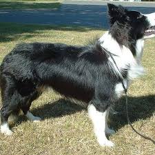How Fast Can A Border Collie Run Cuteness Border Collie Training Healthiest Dog Breeds Collie Dog