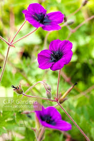Image result for Geranium `Sandrine`