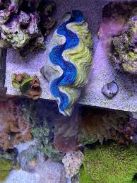 Is the biggest shell fish the giant clam? My Giant Clam It S Kind Of A Big Deal Aquariums
