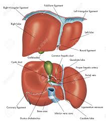 Check spelling or type a new query. Medical Illustration Showing The Anatomy Of The Front And Back View Of The Liver With The Description Of The Various Parts Royalty Free Cliparts Vectors And Stock Illustration Image 121232003