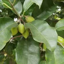 Image result for Mimusops elengi