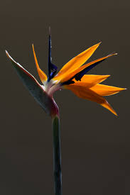 Image result for Strelitzia