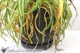 Run through this checklist to find out what the problem is How To Grow Spider Plants The Ultimate Care Guide Get Busy Gardening