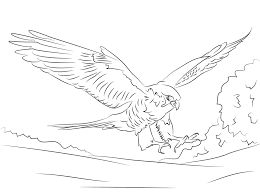 Hawk Falcon Coloring Pages For Kids Preschool And Kindergarten Pokemon Coloring Pages Unicorn Coloring Pages Coloring Pages Inspirational