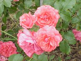 Image result for Rosa sp.