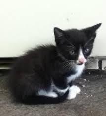 Adopt Gizmo Kitten On Petfinder Kitten Cats Cats And Kittens