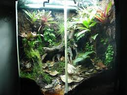 Heavily Planted Cave Vivarium Beware Deep Water And Ingestable Rocks And Pebbles With White S Tree Frog Frog Terrarium Tree Frog Terrarium Whites Tree Frog