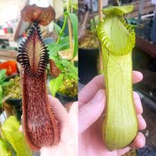 Image result for Nesaea heptamera