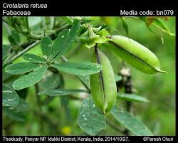 Image result for Crotalaria retusa