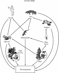 Immunity acquired by infection or vaccination (active immunity) or by the transfer of antibody or lymphocytes from an immune donor (passive immunity). Diagram Food Chain Drawing Easy For Kids Novocom Top