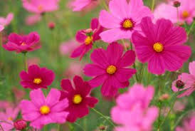 Impara i nomi dei fiori in italiano. 7 Fiori Di Settembre Fito