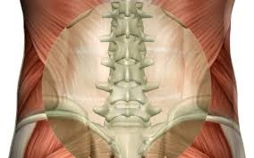 Antamony of your back : Your Only As Old As Your Spine Is Flexible Plymouth Chiropractor