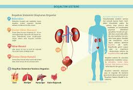 Infografikindir Com Nbspthis Website Is For Sale Nbspinfografikindir Resources And Information Infografik Biyoloji Tip