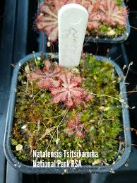 Image result for Drosera natalensis