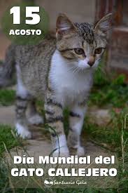Resultado de imagen de dia del gato callejero