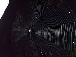 The best notevibes.com alternatives are balabolka, espeak and speechify. Download Spider Web Wallpaper Hd By Khushal20047 Wallpaper Hd Com