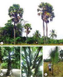 Image result for Eremospatha haullevilleana