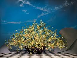 Image result for Gloriosa