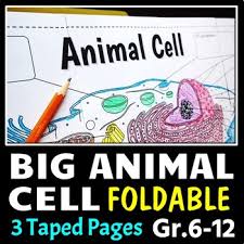 All you want to complete is a little bit of research and you will have the ability to find the. Animal Cell Coloring Answer Key Worksheets Teaching Resources Tpt