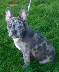 Maybe you would like to learn more about one of these? French Merle Bulldog Online