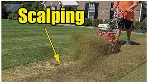 Bermuda grass scalp or no scalp. Scalping Bermuda Lawns Bermuda Grass Care