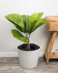 Image result for Licuala grandis