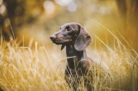 Dachshund Wallpaper Hd Animals 4k Wallpapers Images Photos And Background 1,000+ vectors, stock photos & psd files.