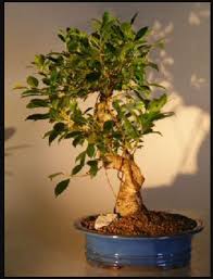 Image result for Ficus conraui