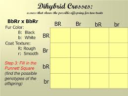 Dihybrid cross worksheet in rabbits, gray hair is dominant to white hair. Ppt Bell Work Powerpoint Presentation Free Download Id 3198808